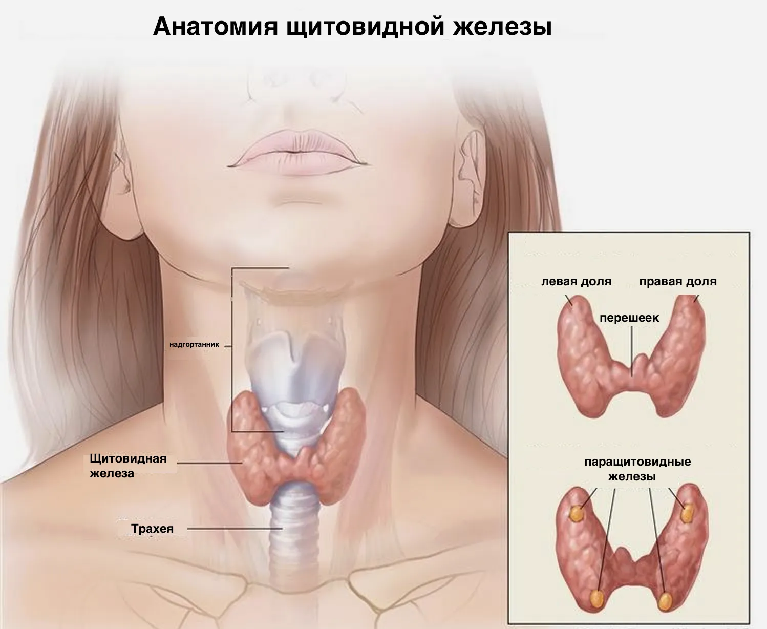 Заболевания щитовидной железы